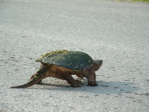 Snapping turtle that safely crossed the road