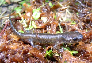 Juvenile Jefferson SalamanderPhoto By: Scott Gillingwater