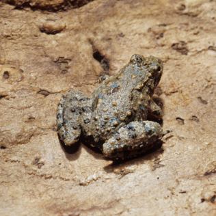 Blanchard's Cricket Frog (1)