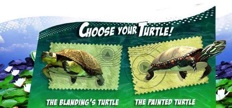Turtle_Selection