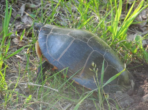 Nesting Painted Turtle courtesy Wendy Baggs