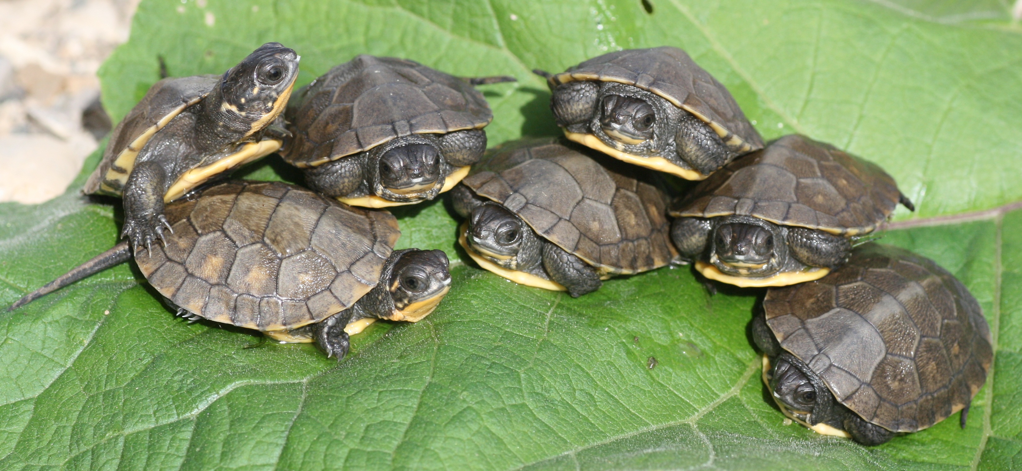 Turtles Are Tops Is Back Adopt A Pond News